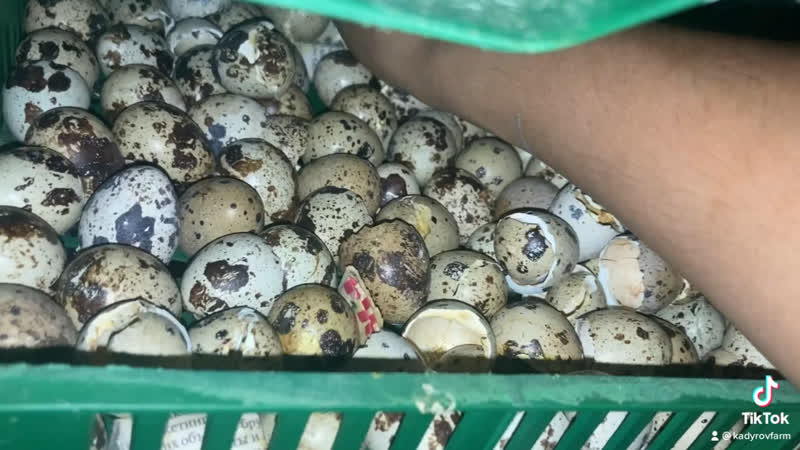 2000 дана бөдене балапандары инкубатордан шақпай қалды 🇰🇿