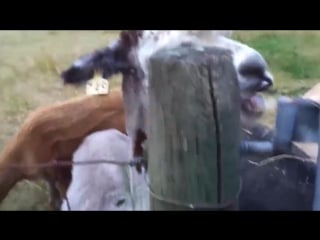 Top 10 funniest alpaca videos