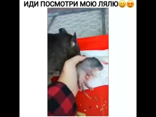 Иди посмотри мою лялю