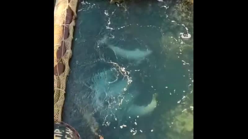 Погрузка белух из «китовой тюрьмы» в приморья 6 ноября 2019 г продолжается