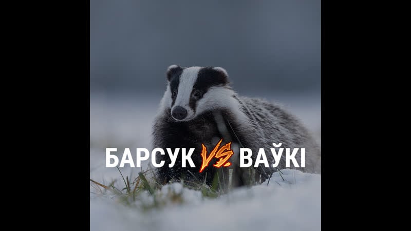 Барсук супраць ваўкоў