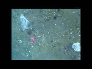 A beluga whale dives down and retrieves a mans gopro that he dropped by accident