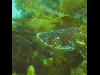 🔥 cuttlefish mimics color, texture, and motion of plants