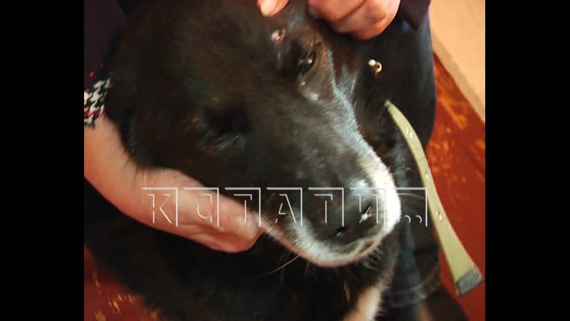 Публичную казнь на глазах детей устроили нанятые пенсионерами убийцы молодые