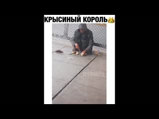 Крысиный король