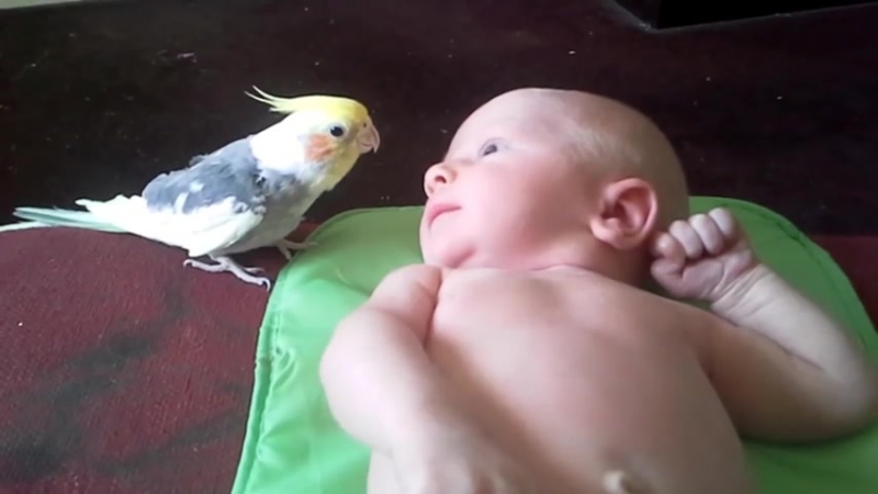 Попугайчик поет малышу