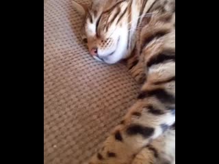 Kitten to catz 20200721 2 mp4