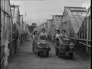 Шотландия, 1945 девушки за работой scotland, 1945 girls at work