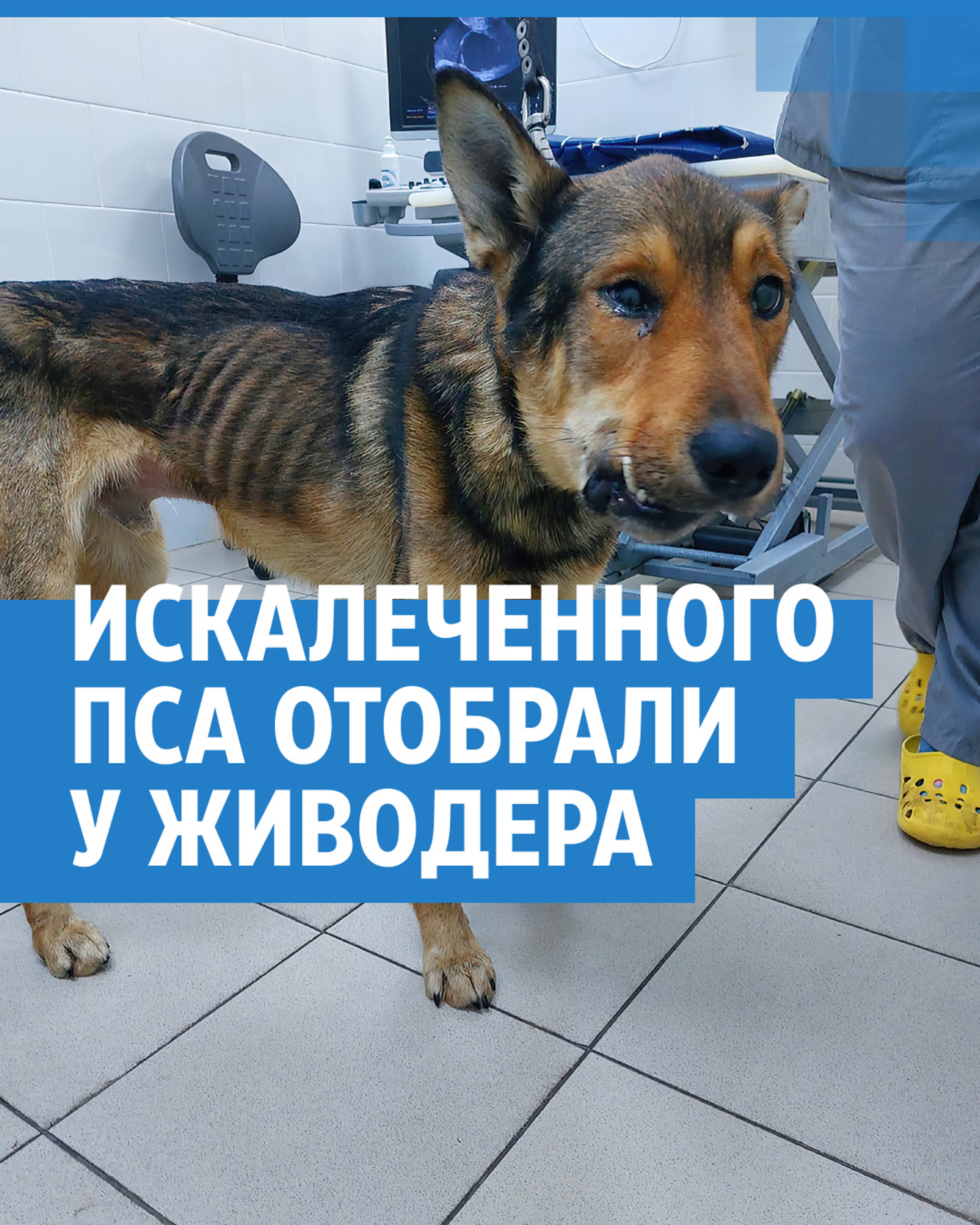 В канске зооволонтеры отобрали у живодера изуродованного пса - BEST XXX TUBE