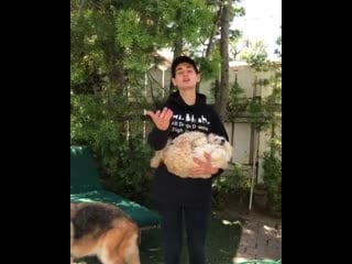 Dogfighting is not ok join me and aspca in putting it to an end #fightingchance link in bio