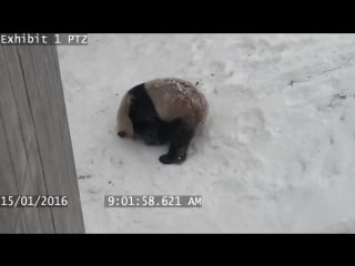Toronto zoos playful panda in the snow