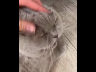 Good russian cat 20200402 211231 0 mp4