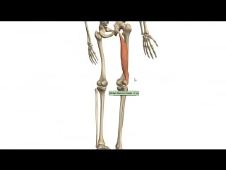 Muscles of the thigh part 3 posterior compartment anatomy tutorial