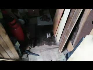 Vid 20200926 082640 mp4