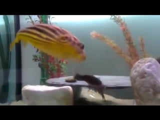 Puffer fish gets pinched by shrimp then goes nuts