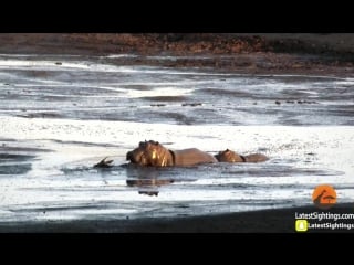 Hippo kills an impala thats stuck in mud after lions chased it