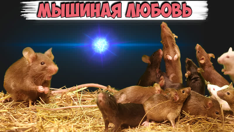 Спаривание мышей групповое спаривание мышей со звуком 1 против 12 мышиный звук