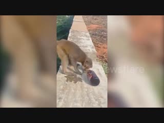 Cheeky monkey chugs beer in sun