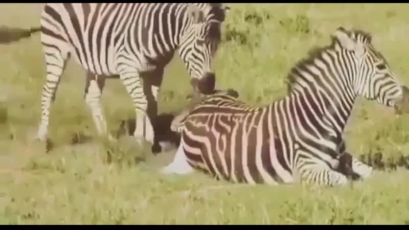 Чужой самец зебры