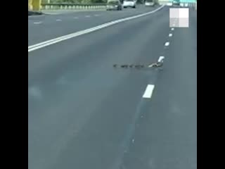 Семейство уток переходит дорогу
