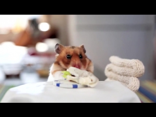 Tiny hamsters eating tiny burritos