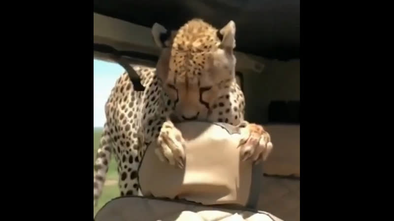 Гепард в машине