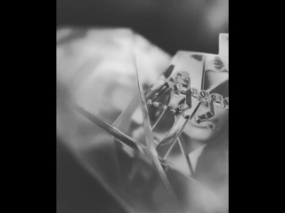 Crystal gardenia and citrus