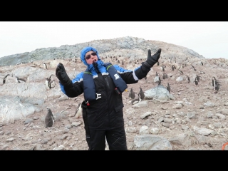 Пингвины не очень любят оперу