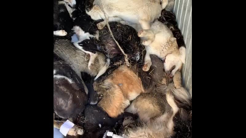 В якутске в пункте передержки нашли сто собак и кошек с перерезанным горлом