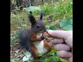 Какая милая белочка🤗