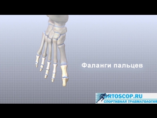 Sls анатомия стопы всё что нужно знать