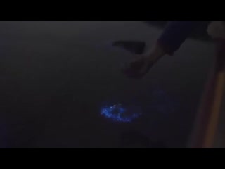 Bioluminescent planktons