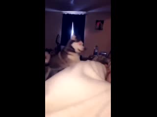 Не заводите хаски