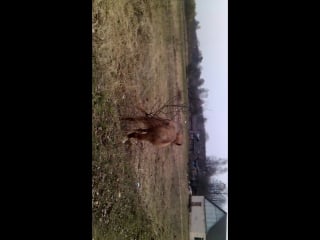 Подумоешь попа зачесалась