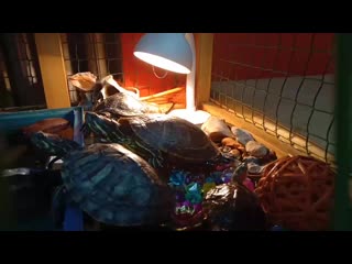 Video 20191018 215825 mp4