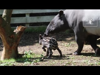 Baby malaysian tapir takes first steps outside rzss edinburgh porn