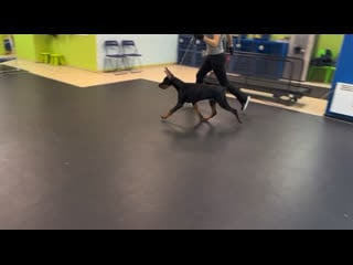 Тренироа маленькой звездочки 😍 💛alkahest nika asterion (toretto del tibur & astarta vom haus erfullungen vunschen) 5 м