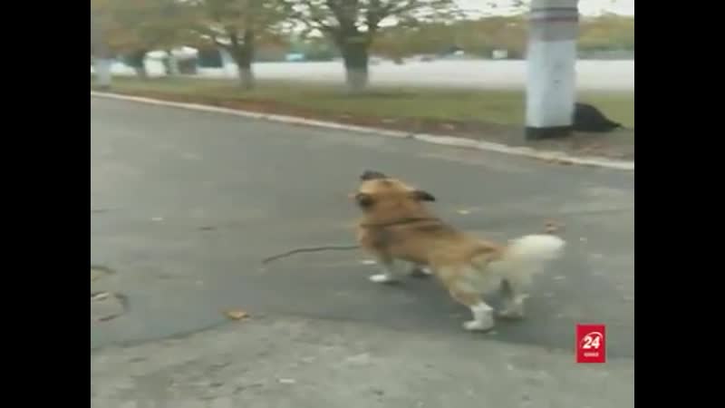 Дворняга укропатриотка