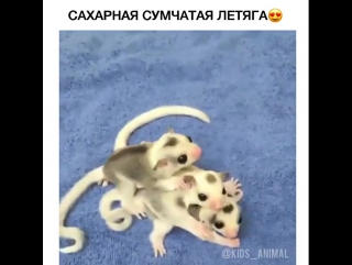 1 аянышты