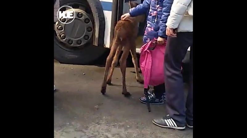 В карелии лосёнок вышел к людям и проехался на автобусе