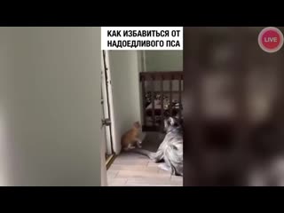 Умный кот