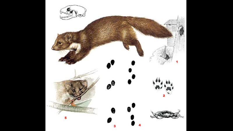 Куница каменная (martes foina) харцызск, 25 05 2023