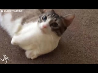 #webm #webm tread #catness