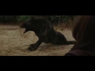 Twilight new moon laurent bella et les loups