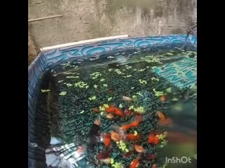 Wow what an interesting point of view 🤩 movie camera @pipa goldfish ( 640 x 640 ) mp4