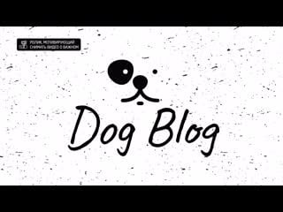 «dog blog» | ролик, мотивирующий снимать видео о важном