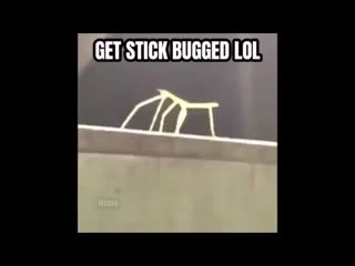 Get distracted, stick bugged & rick rolled lol mp4