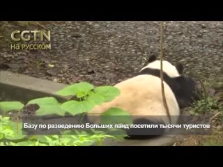 Большие панды