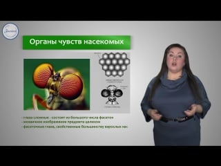 17 класс насекомые