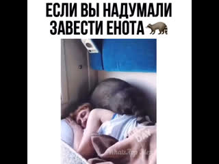 Если вы задумали завести енота 🦝